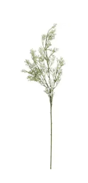 Flowers - Gypsophila AFG