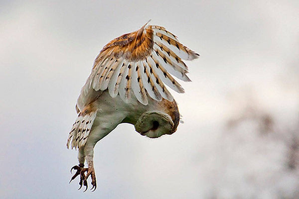 REDUCED WAS $49.95 Feather - Owl Feather Earrings