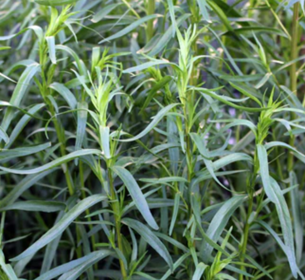 SEEDS - Tarragon 'Russian' Heirloom Seeds TRH