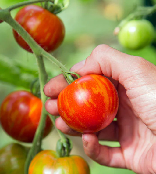 SEEDS - Tomato 'Tigerella' Heirloom Seeds TTH
