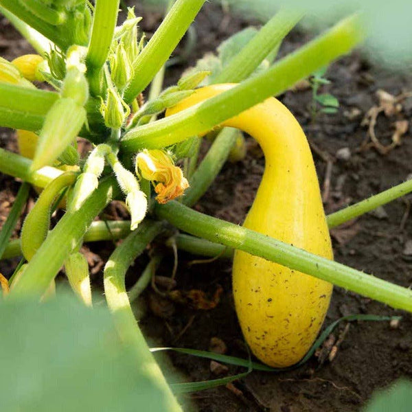 SEEDS - Squash 'Golden Summer Crookneck' Heirloom Seeds SGS