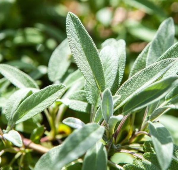 SEDDS - Sage 'Common' Heirloom Seeds SSC