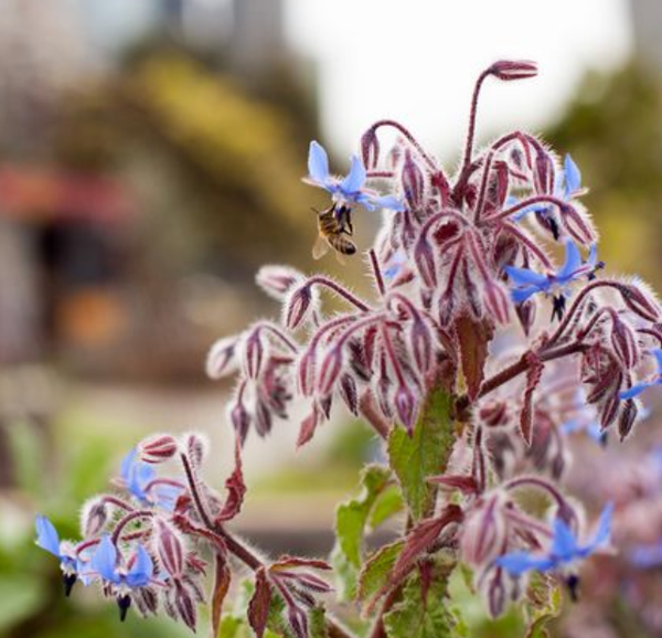 SEEDS - Borage 'Common' Heirloom seeds BCH