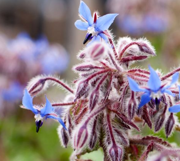 SEEDS - Borage 'Common' Heirloom seeds BCH