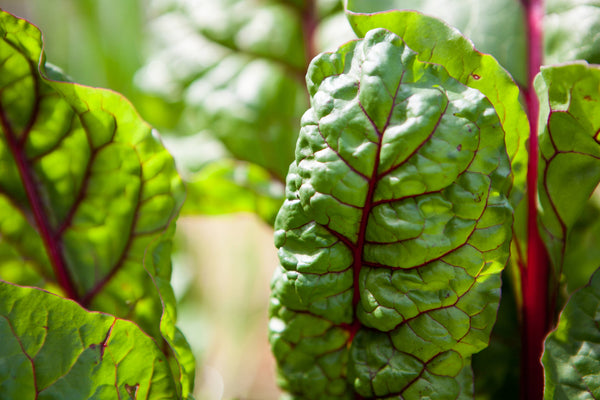 SEEDS - Swiss chard 'Rainbow' Heirloom Seeds SCR