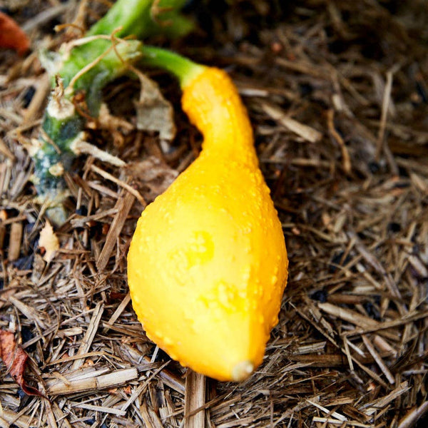 SEEDS - Squash 'Golden Summer Crookneck' Heirloom Seeds SGS