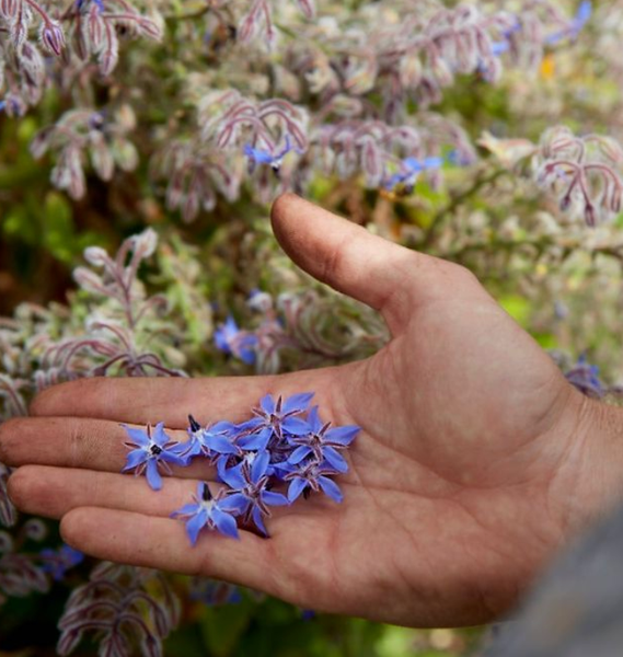 SEEDS - Borage 'Common' Heirloom seeds BCH