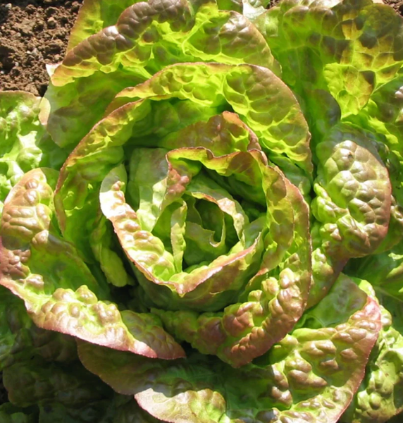 SEEDS - Lettuce 'Mignonette Bronze' Heirloom Seeds LMB