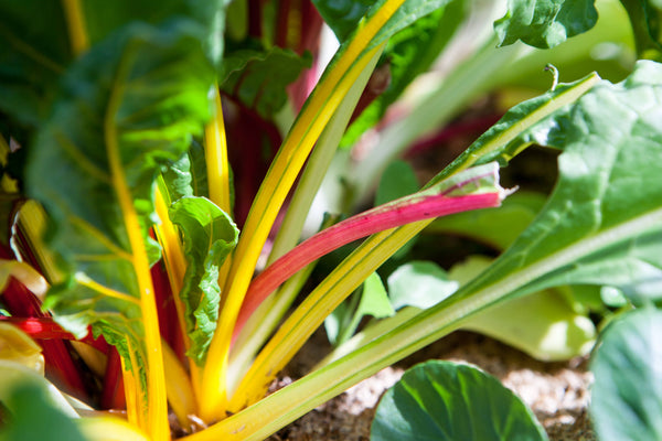 SEEDS - Swiss chard 'Rainbow' Heirloom Seeds SCR