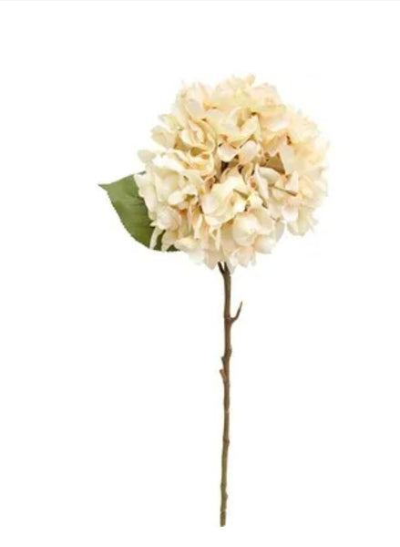 Flowers - Hydrangea FHF