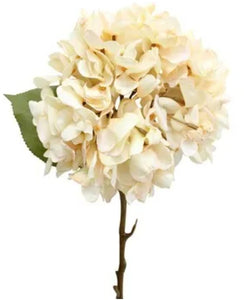 Flowers - Hydrangea FHF