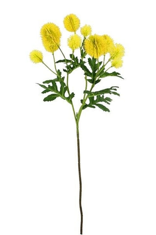 Flower - Chrysanthemum Yellow