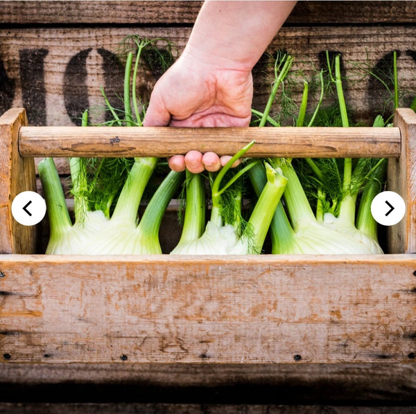 Seeds - Heirloom Seeds - Fennel VFS 2024