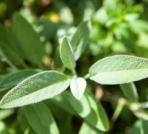 SEDDS - Sage 'Common' Heirloom Seeds SSC
