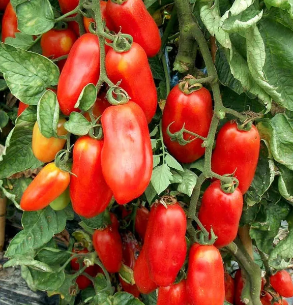 SEEDS - Tomato 'San Marzano' Heirloom Seeds TSM