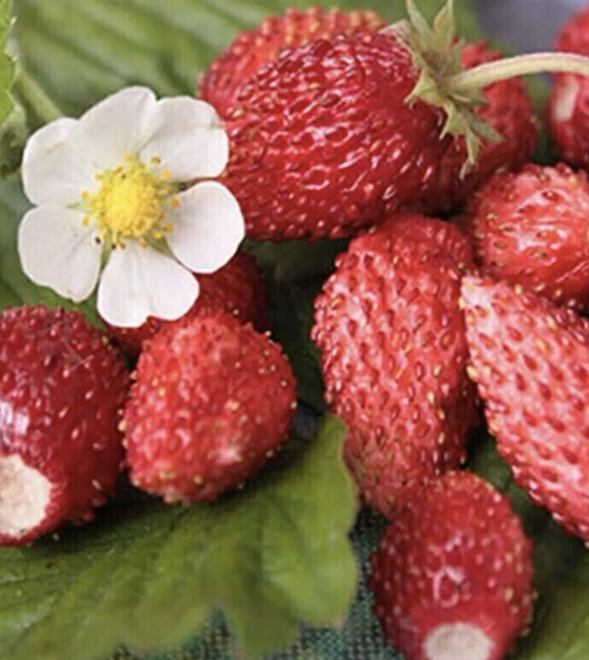 SEEDS - Strawberry 'Ali Baba' Heirloom Seeds SSB