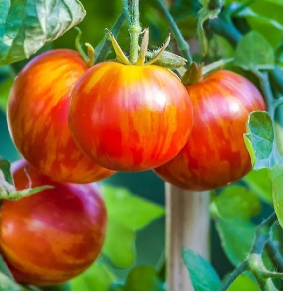 SEEDS - Tomato 'Tigerella' Heirloom Seeds TTH