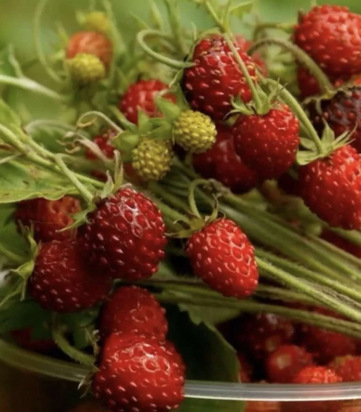 SEEDS - Strawberry 'Ali Baba' Heirloom Seeds SSB