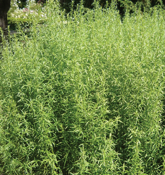 SEEDS - Tarragon 'Russian' Heirloom Seeds TRH