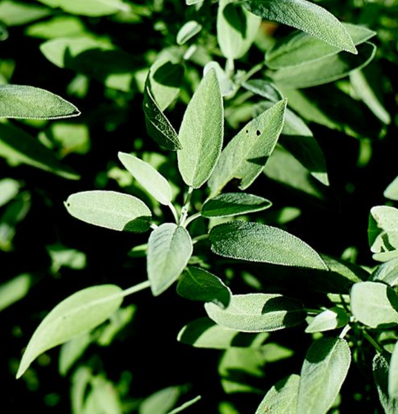 SEDDS - Sage 'Common' Heirloom Seeds SSC
