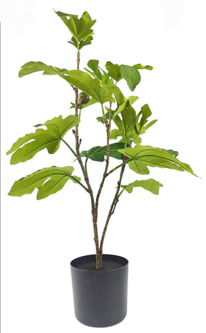 Plant - Fig Tree PFT