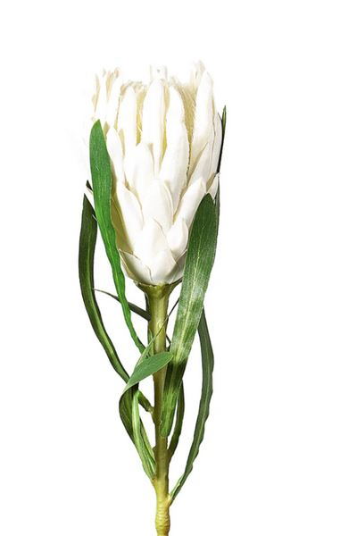 Faux Flowers - Protea Queen Stem 63cm FFP