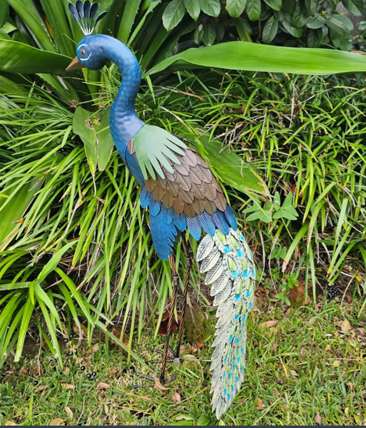 Standing Peacock SPB