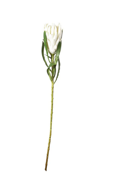 Faux Flowers - Protea Queen Stem 63cm FFP