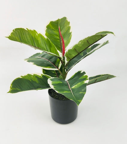 Plant - Variegated Ficus Fig Plant PVF