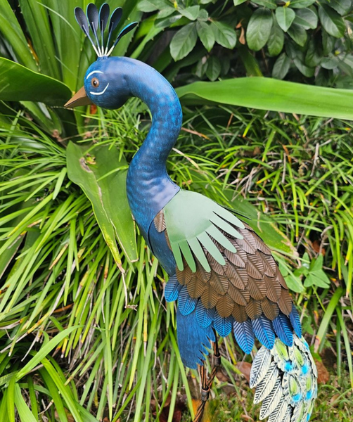 Standing Peacock SPB