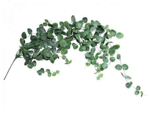 Eucalyptus AEG