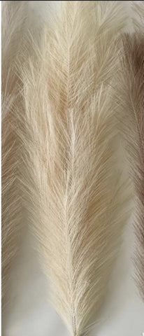 Pampas Grass Large PGL