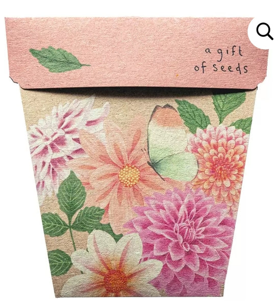 Sow 'n Sow Seeds - Dahlia SGD 2024